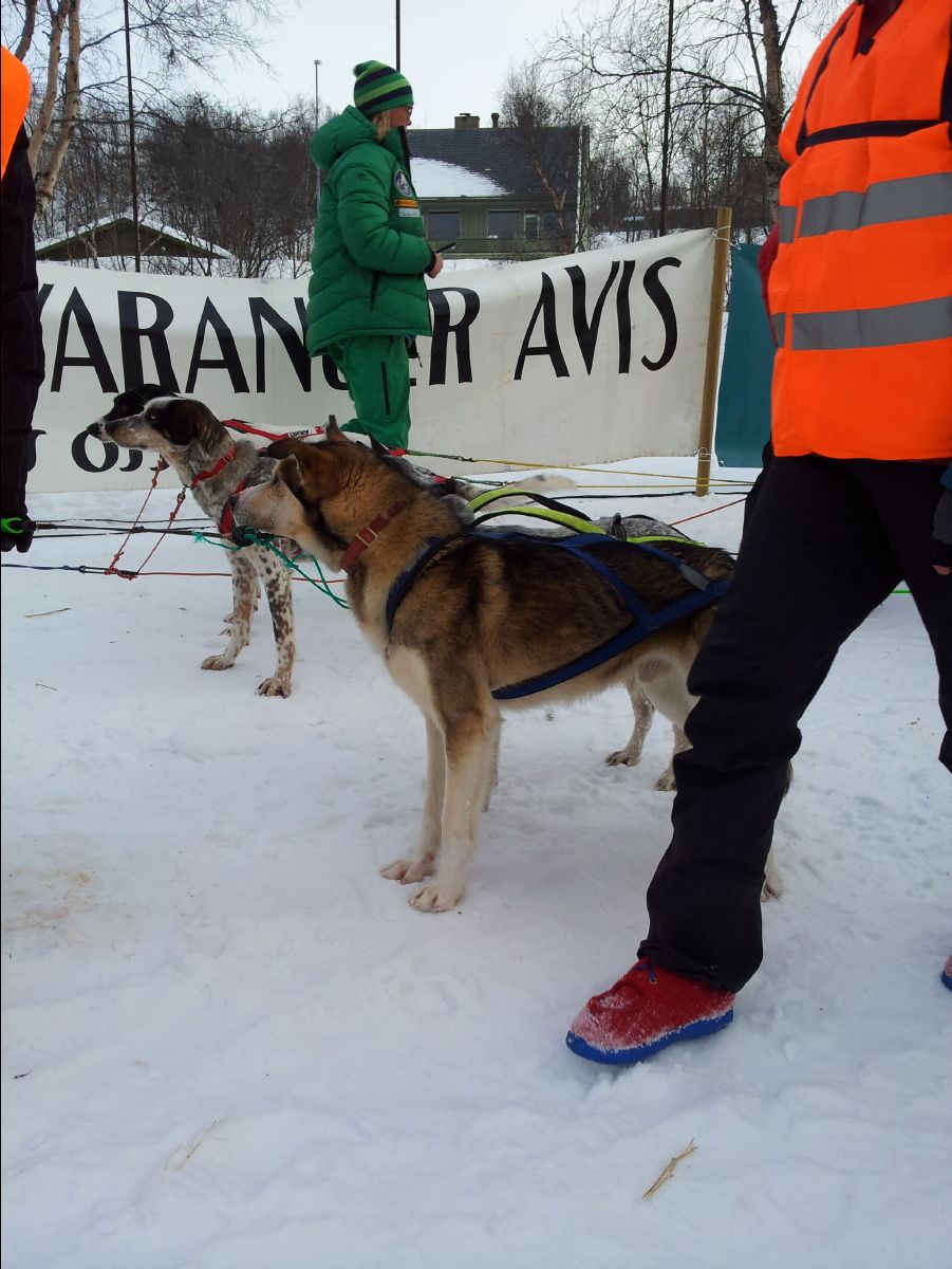 Dog Race07